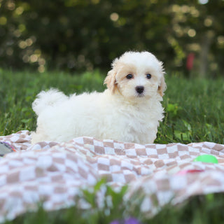 Suzette - Available 9/3