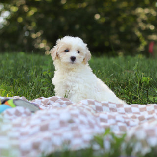 Suzette - Available 9/3