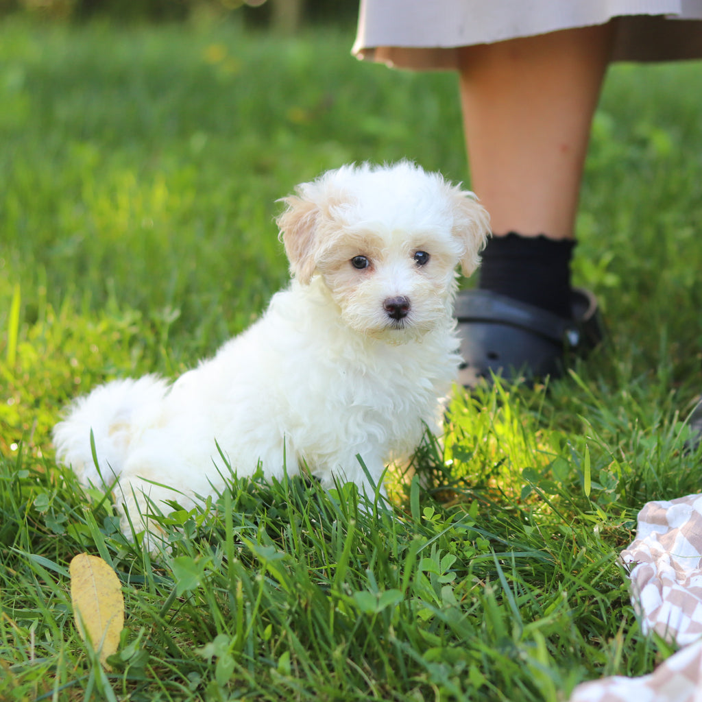 Suzette - Available 9/3