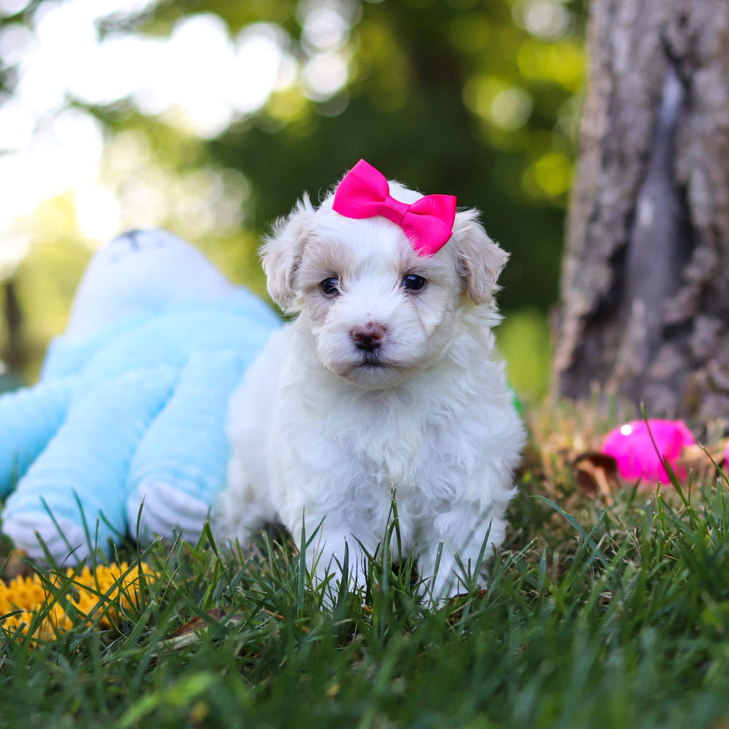 Suzette - Available 9/3