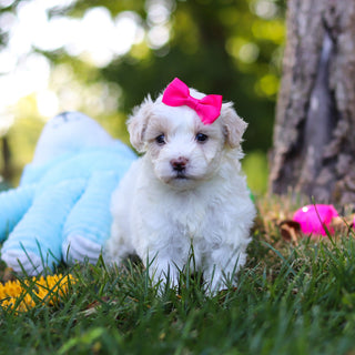 Suzette - Available 9/3