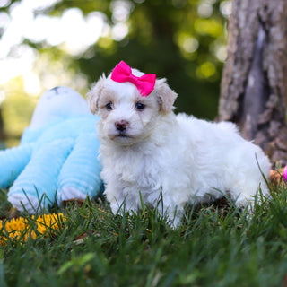 Suzette - Available 9/3