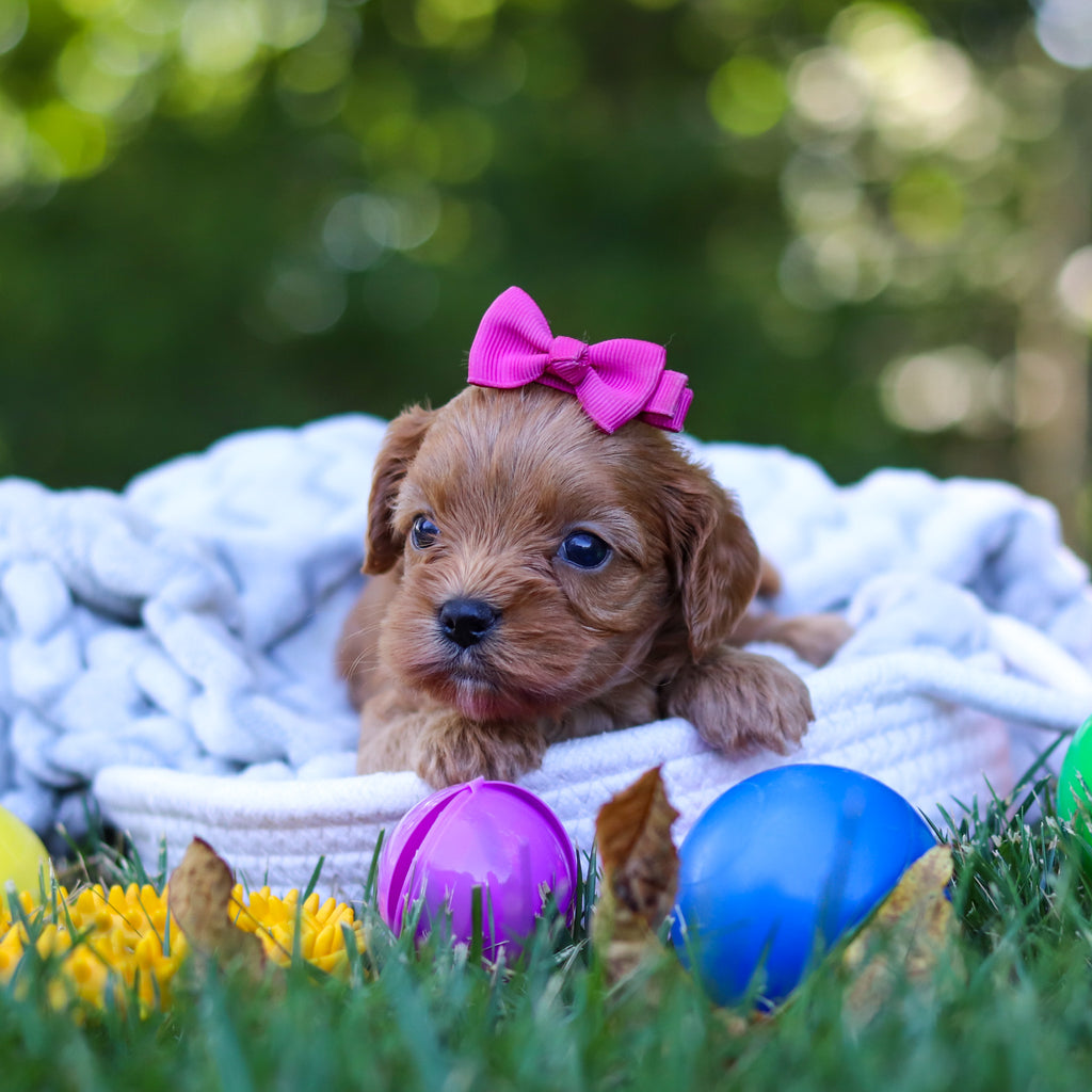 Chick - Available 9/3