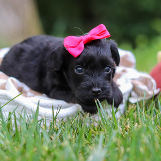 Cocoa - Available 8/13