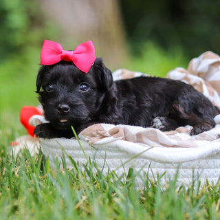 Cocoa - Available 8/13
