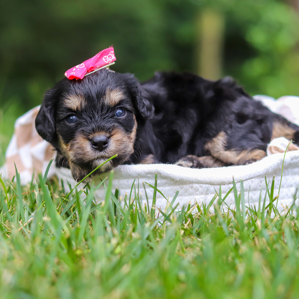 Betsy - Available 8/13