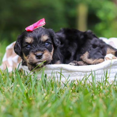 Betsy - Available 8/13