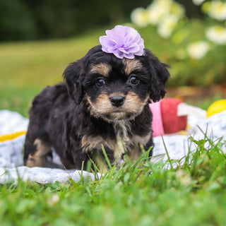 Betsy - Available 8/13