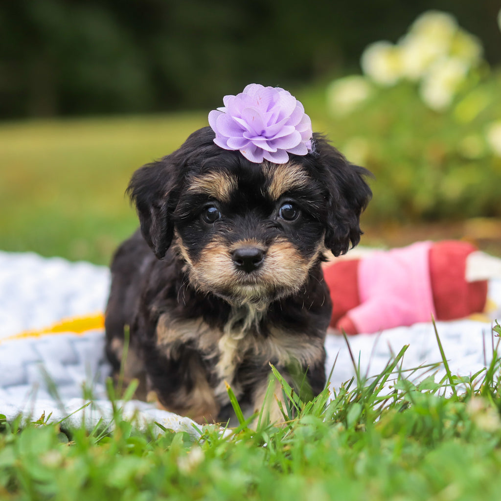 Betsy - Available 8/13
