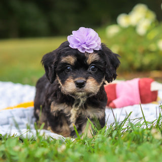 Betsy - Available 8/13