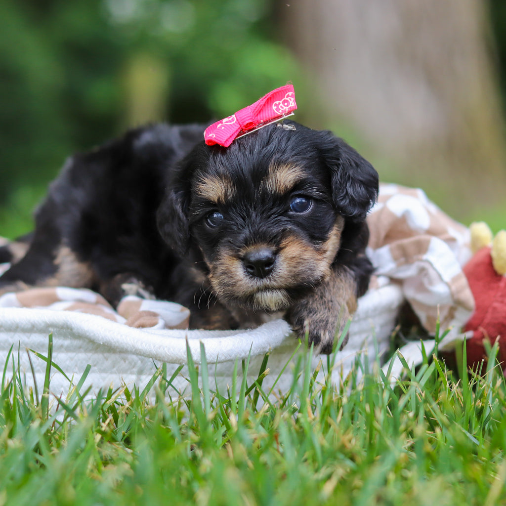Betsy - Available 8/13