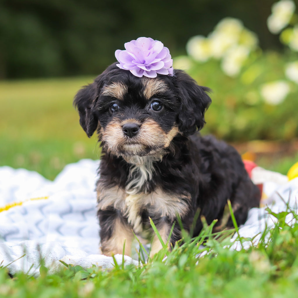 Betsy - Available 8/13