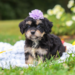 Betsy - Available 8/13