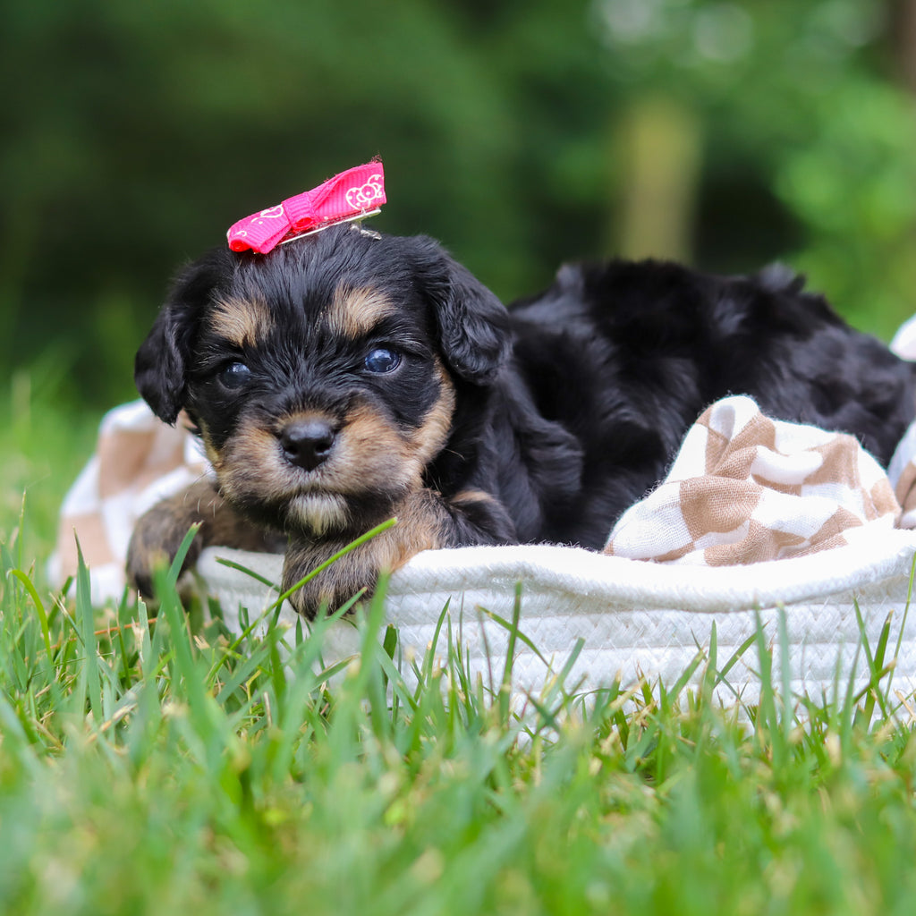 Betsy - Available 8/13
