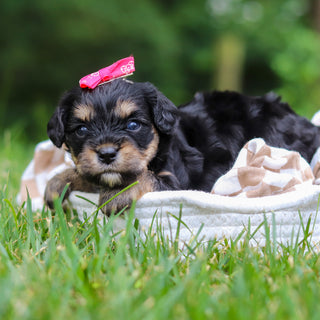 Betsy - Available 8/13
