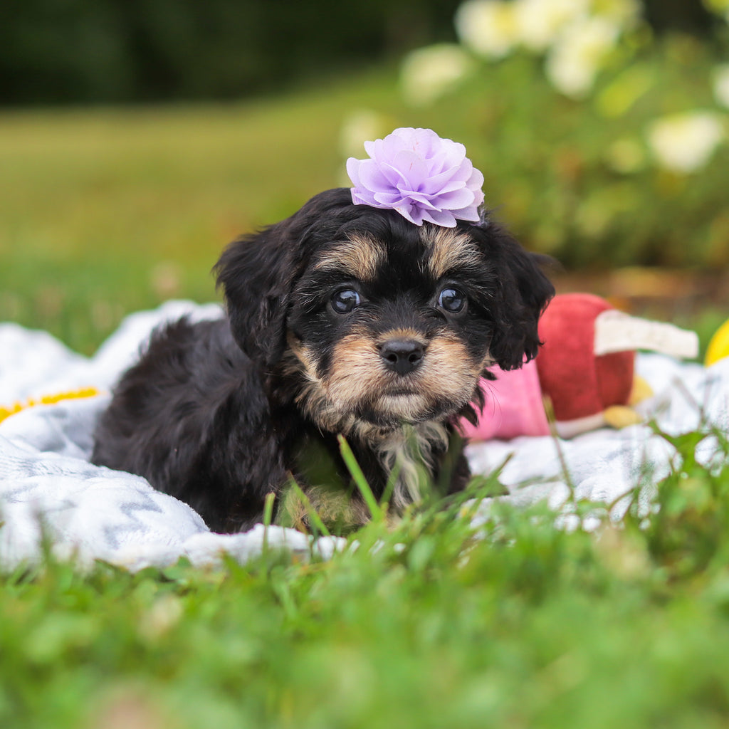 Betsy - Available 8/13