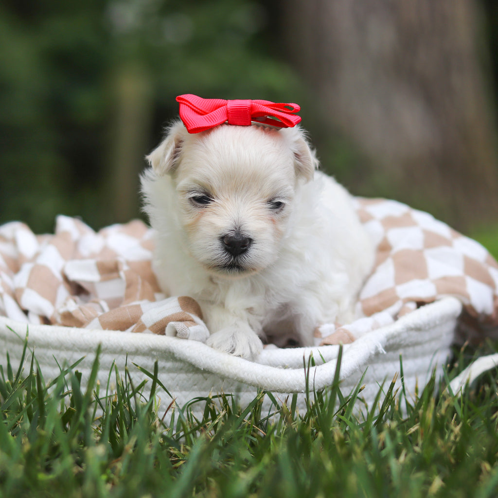 Keelie - Available 8/13