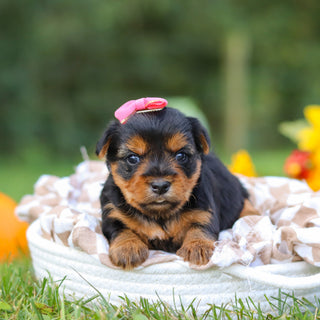 Cherie - Available 10/22