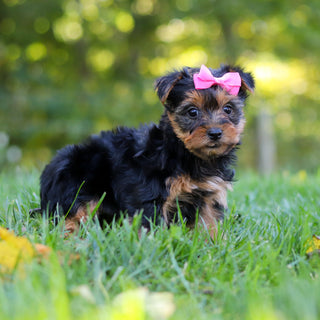 Cherie - Available 10/22