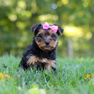 Cherie - Available 10/22