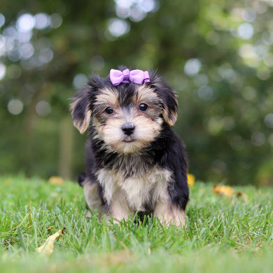 Evie - Available 9/24