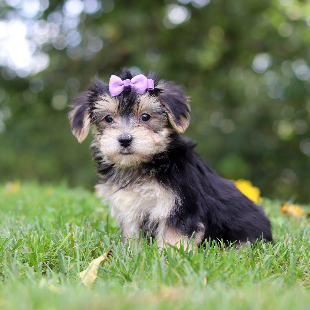 Evie - Available 9/24
