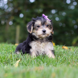 Evie - Available 9/24