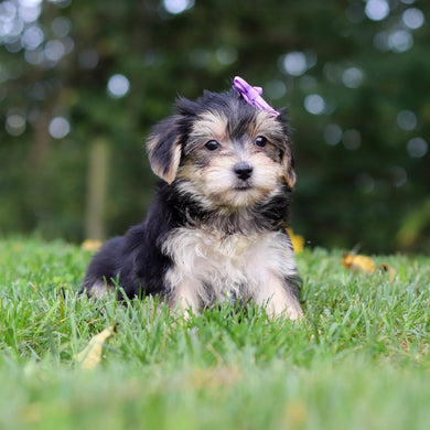 Evie - Available 9/24