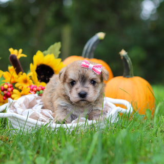 Shelby - Available 10/29