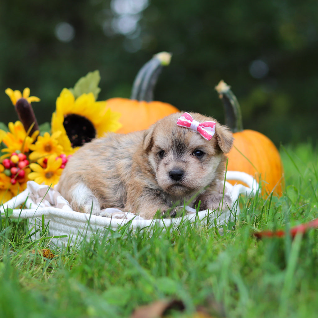 Shelby - Available 10/29