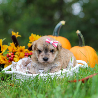 Shelby - Available 10/29