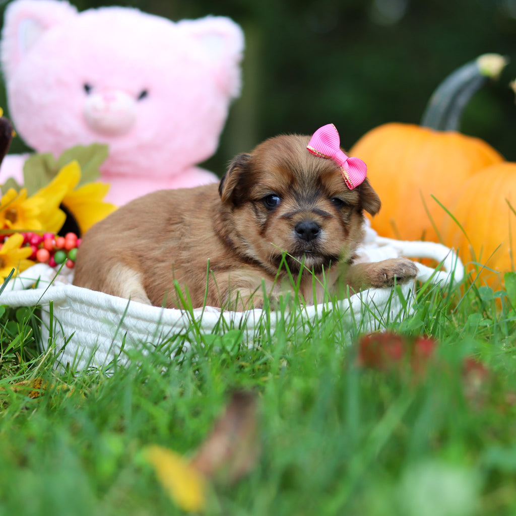 Sadie - Available 10/29