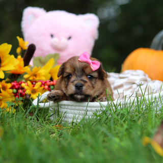 Sadie - Available 10/29