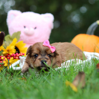 Sadie - Available 10/29