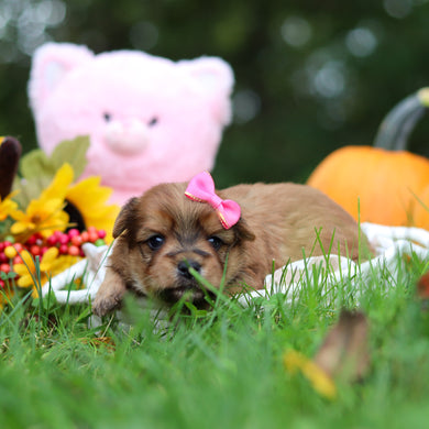 Sadie - Available 10/29