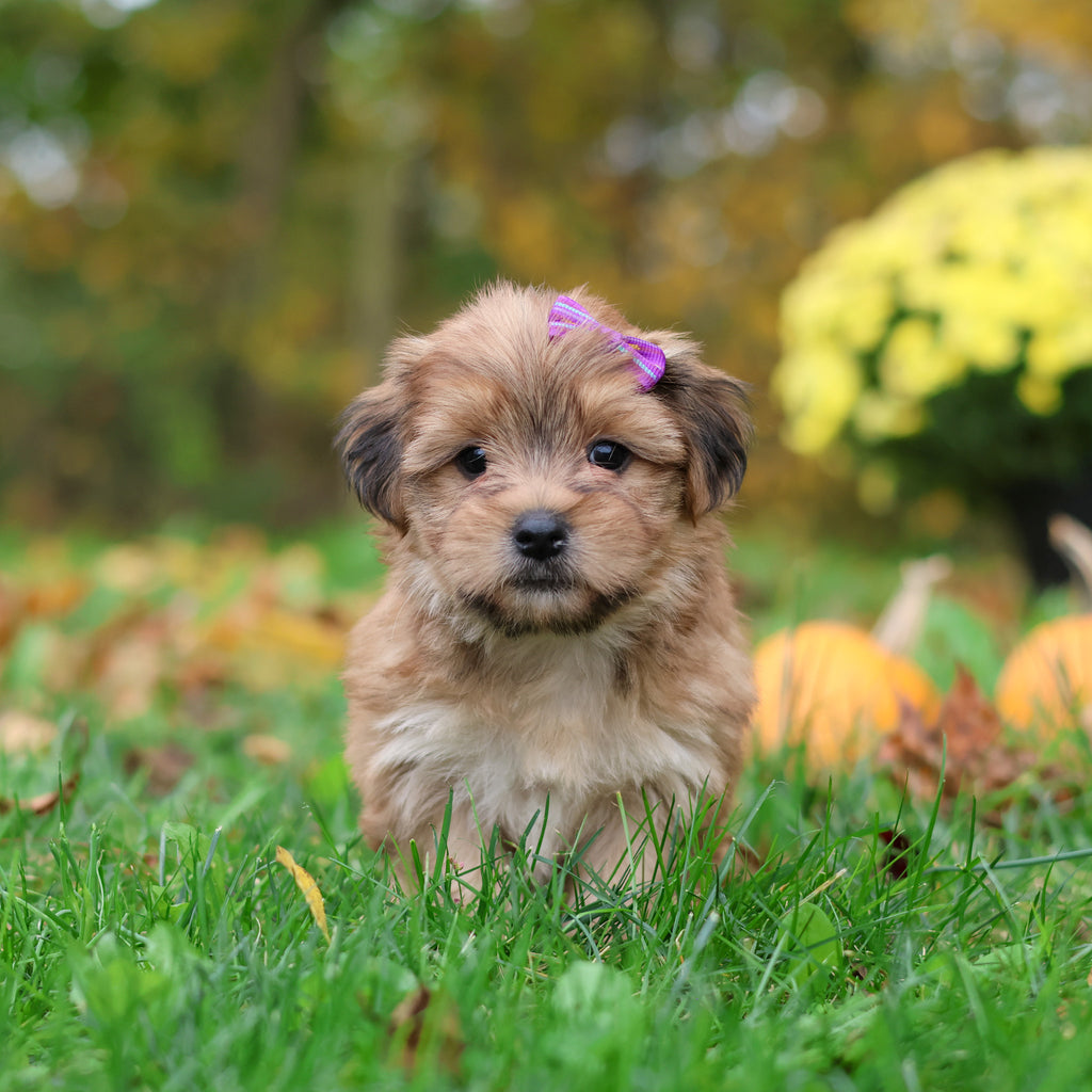 Sadie - Available 10/29