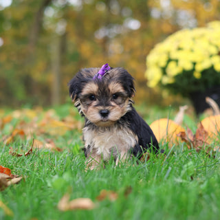 Sasha - Available 10/29