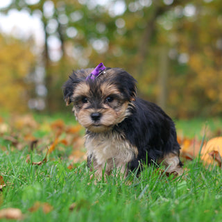 Sasha - Available 10/29