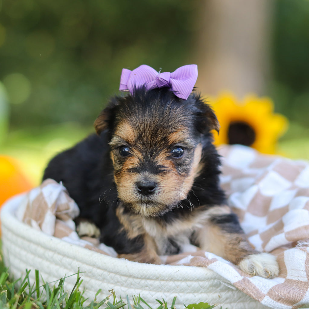 Eliza - Available 10/22