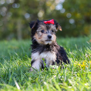 Eliza - Available 10/22