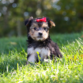 Eliza - Available 10/22