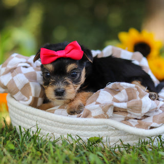 Esther - Available 10/22