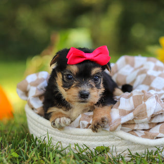 Esther - Available 10/22