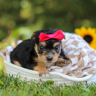 Esther - Available 10/22