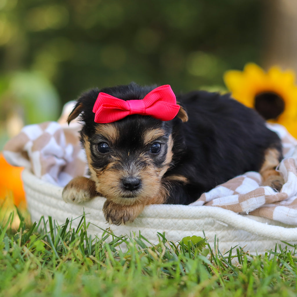 Esther - Available 10/22