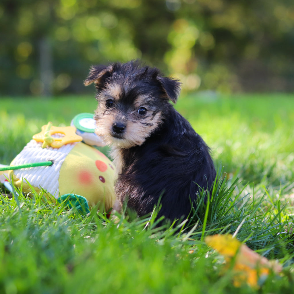 Esther - Available 10/22