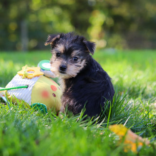 Esther - Available 10/22
