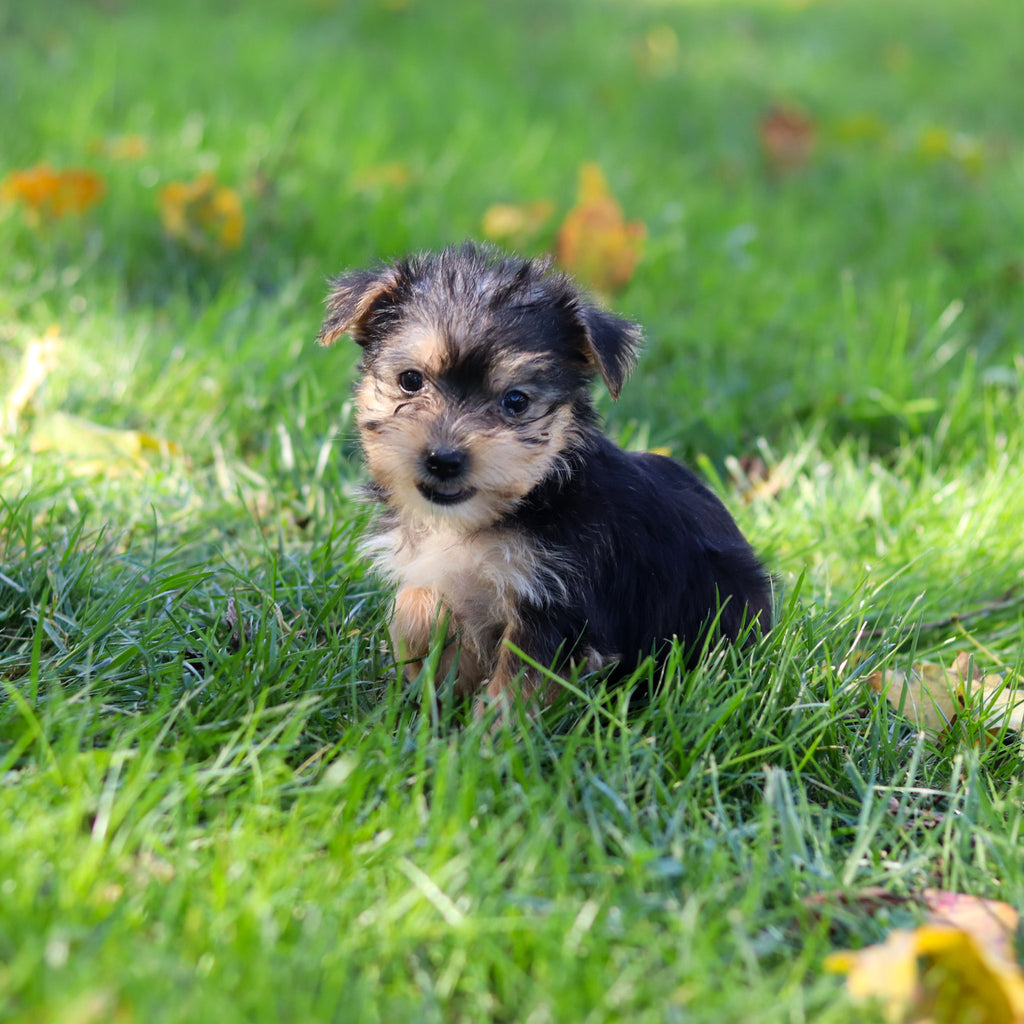 Esther - Available 10/22