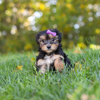 Erma - Available 10/22