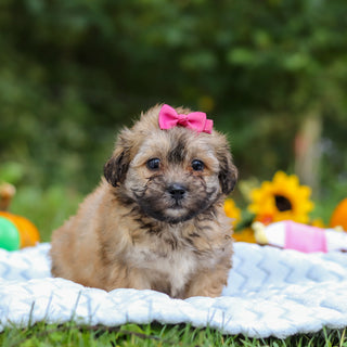 Callie - Available 10/15